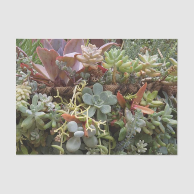 Succulent Tissue Paper (Front)