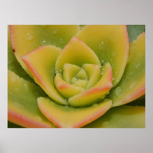 Succulent Wall Art | Botanical Nature Print (Front)
