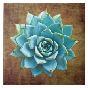 Succulent Watercolor on Rustic Brown Tile