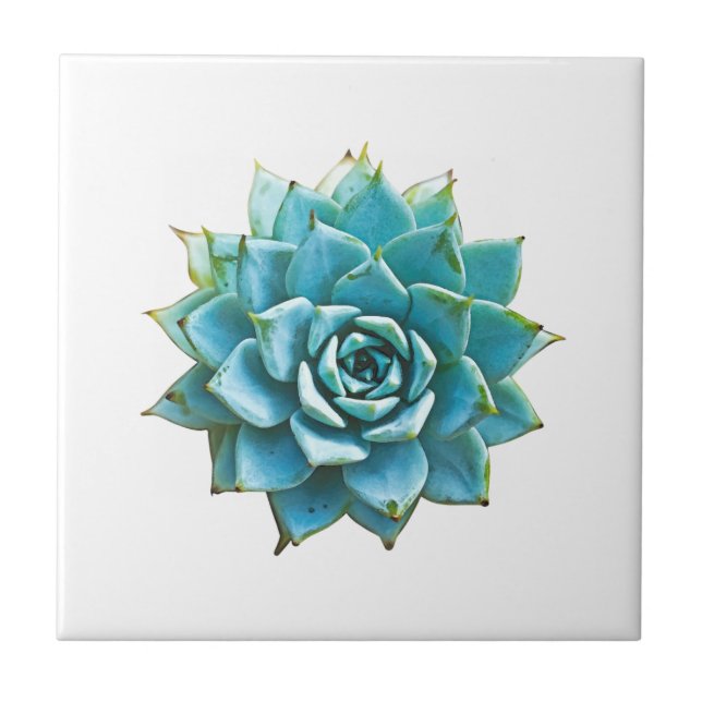 Succulent Watercolor Tile (Front)