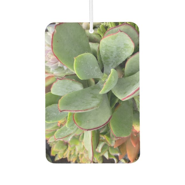 Succulents Air Freshener (Front)