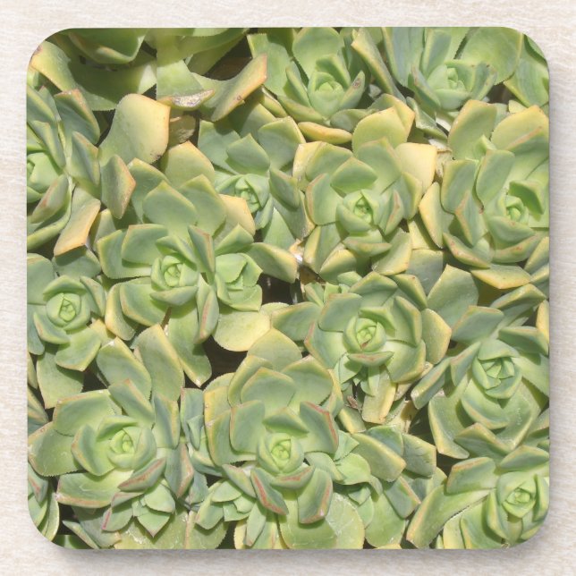 Succulents Coaster (Front)