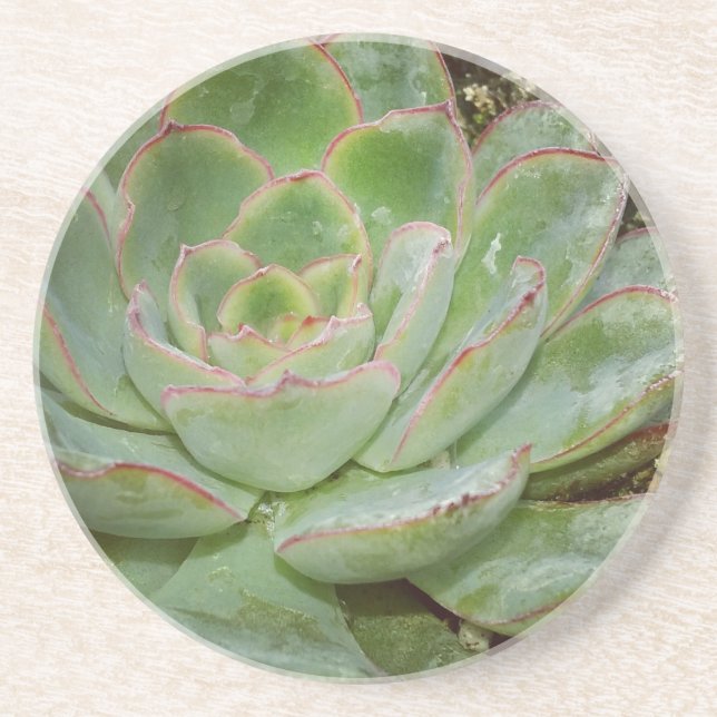 Succulents Coaster (Front)