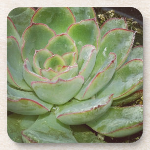 Succulents Coaster
