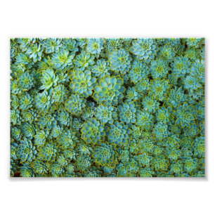 Succulents - Echeveria plant Photo Print