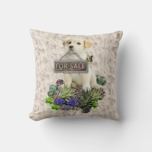 Succulents for sale cushion