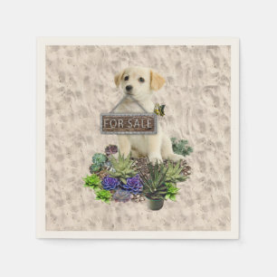 Succulents for sale napkin