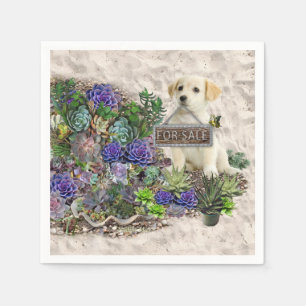 Succulents for sale napkin