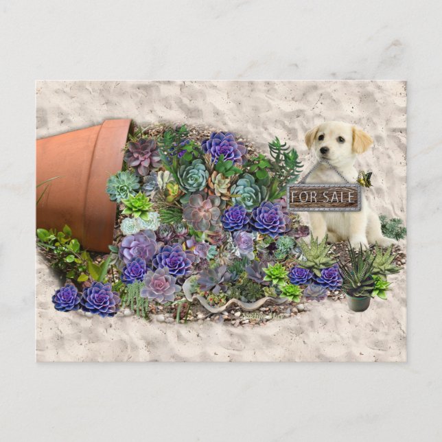 Succulents for Sale Postcard (Front)