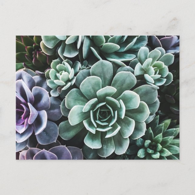 Succulents Green Plants Nature Postcard (Front)