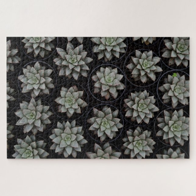 Succulents in Pots Jigsaw Puzzle (Horizontal)