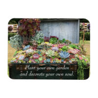 Succulents in Treasure Chest
