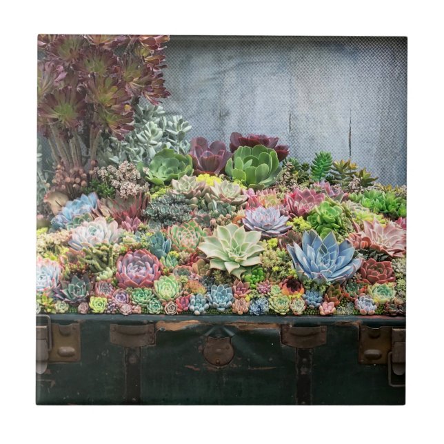 Succulents in Treasure Chest Tile (Front)