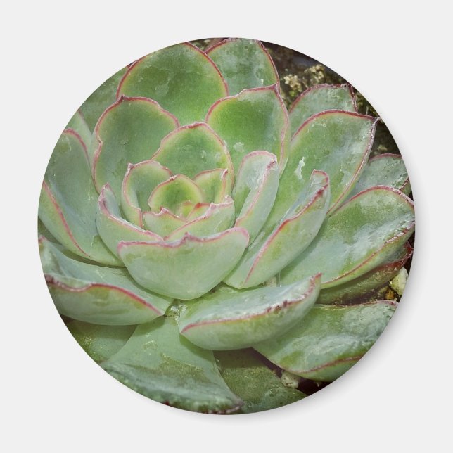 Succulents Magnet (Front)