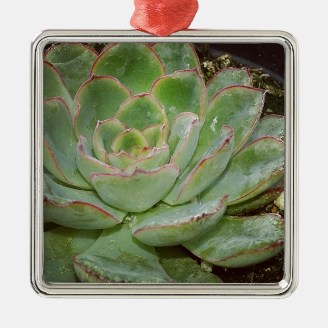 Succulents Metal Tree Decoration (Front)