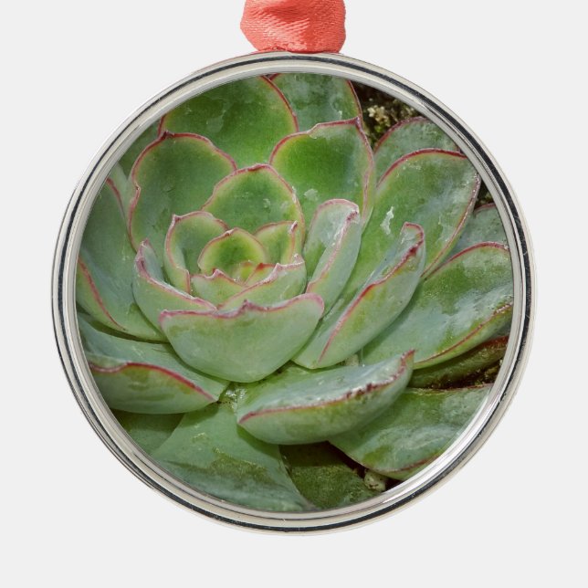 Succulents Metal Tree Decoration (Front)