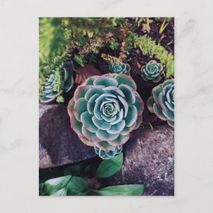 Succulents Postcard
