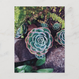 Succulents Postcard