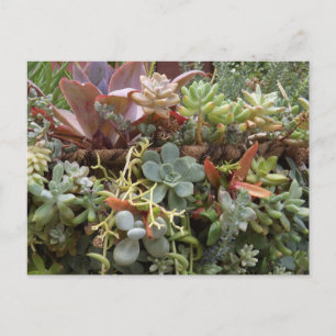 Succulents Postcard