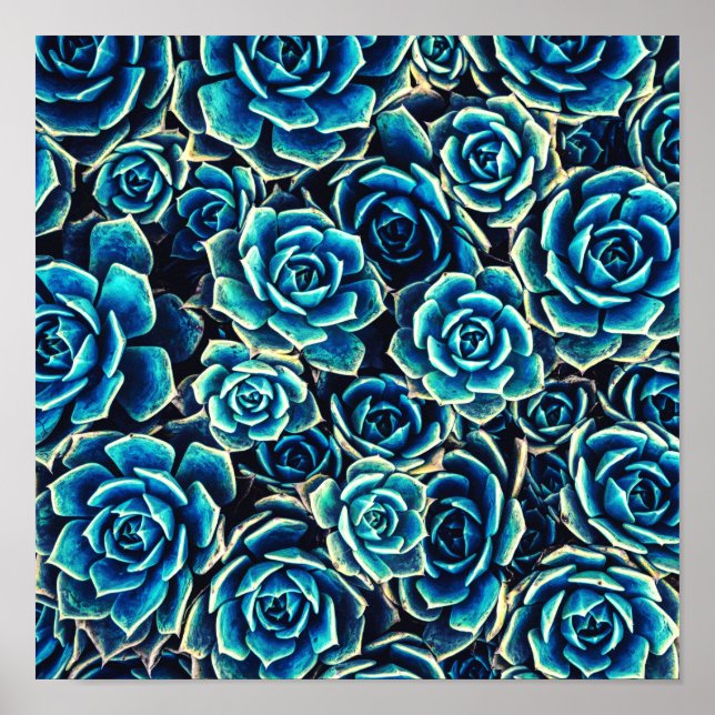 Succulents Poster (Front)