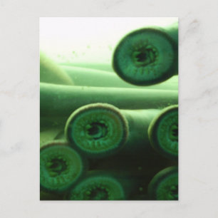 Suckers Postcard