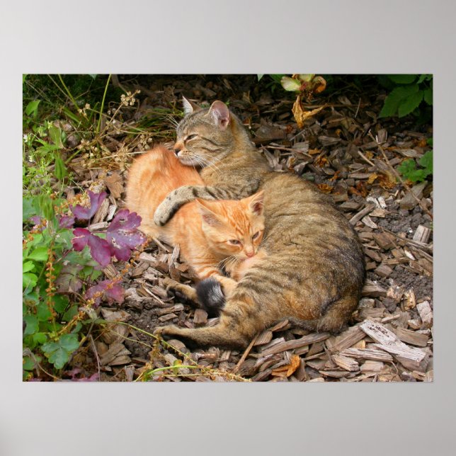 Suckling Ginger Cat Poster (Front)