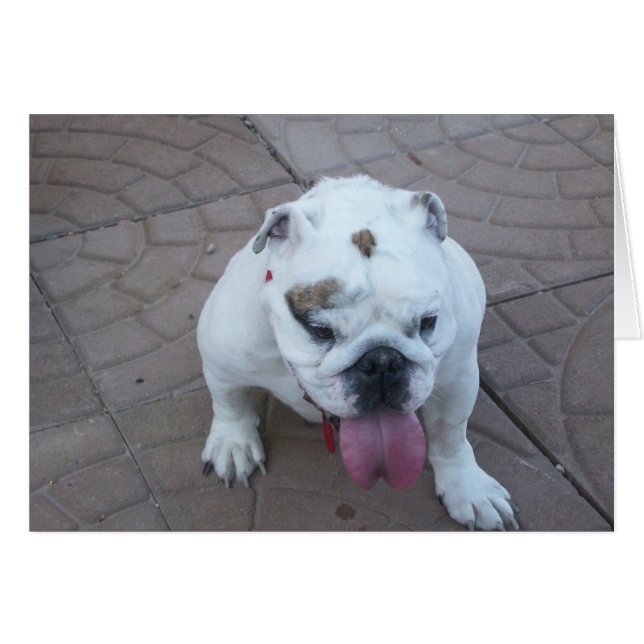 Sue Bear card-blank (Front Horizontal)