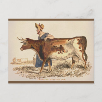 Suffolk Cow - Rustic Vintage Country Farmhouse Art Postcard