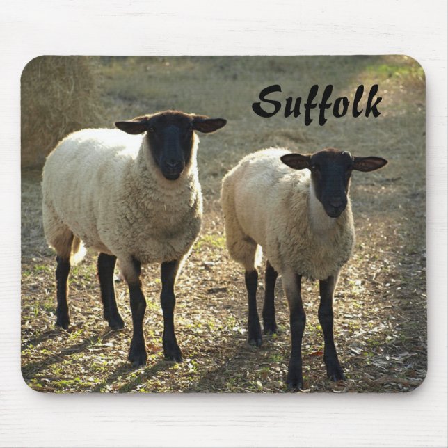 Suffolk Sheep Late Day Sunshine Barnyard Pasture Mouse Mat (Front)