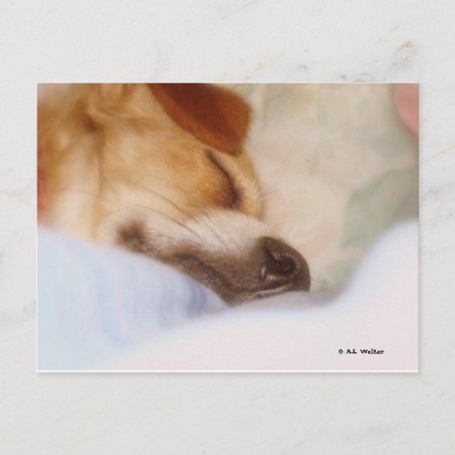 Sugar Booger Postcard (Front)