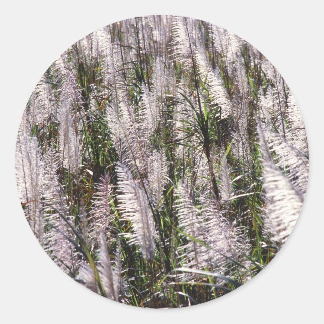 Sugar cane classic round sticker (Front)