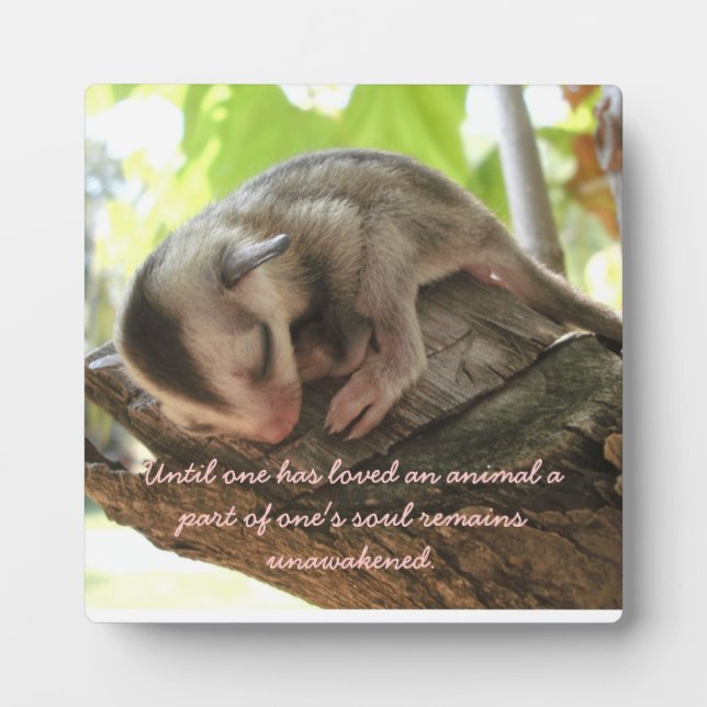 sugar glider baby plaque (Front)