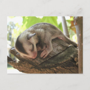 sugar glider baby postcard