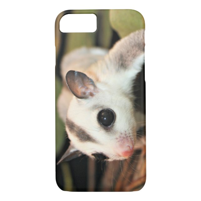 Sugar Glider Case-Mate iPhone Case (Back)