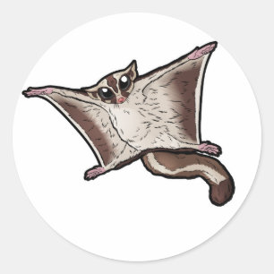 Sugar Glider Classic Round Sticker