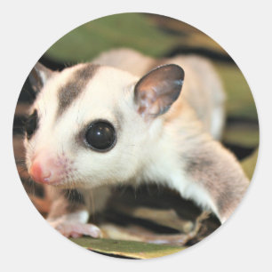 Sugar Glider Classic Round Sticker