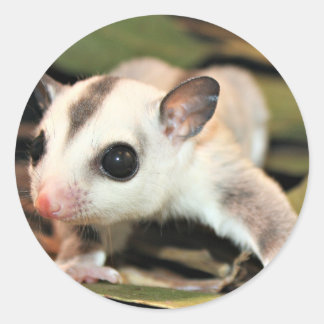 Sugar Glider Classic Round Sticker
