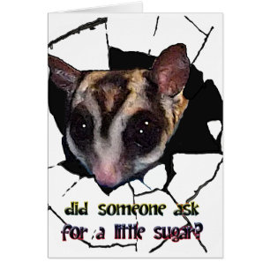 Sugar Glider Did Someone Ask for a Little Sugar