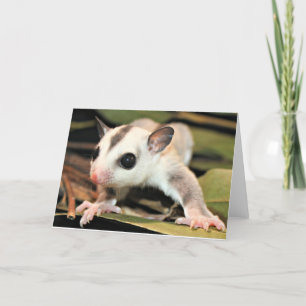 Sugar Glider Greeting Card