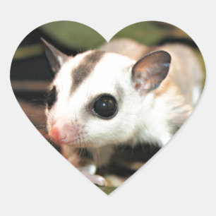 Sugar Glider Heart Sticker