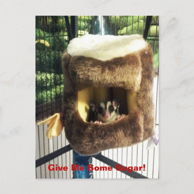Sugar Glider in Furry Tree Truck Hanging Bed Postcard (Front)