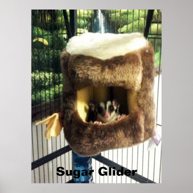 Sugar Glider in Furry Tree Truck Hanging Bed Poster (Front)