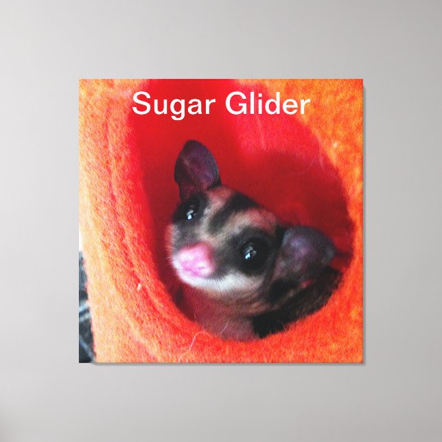 Sugar Glider in Orange Hanging Bed Canvas Print (Front)