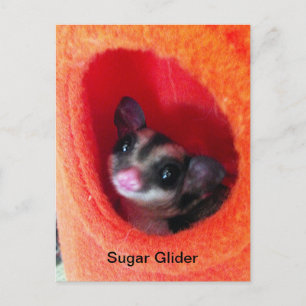 Sugar Glider in Orange Hanging Bed Postcard