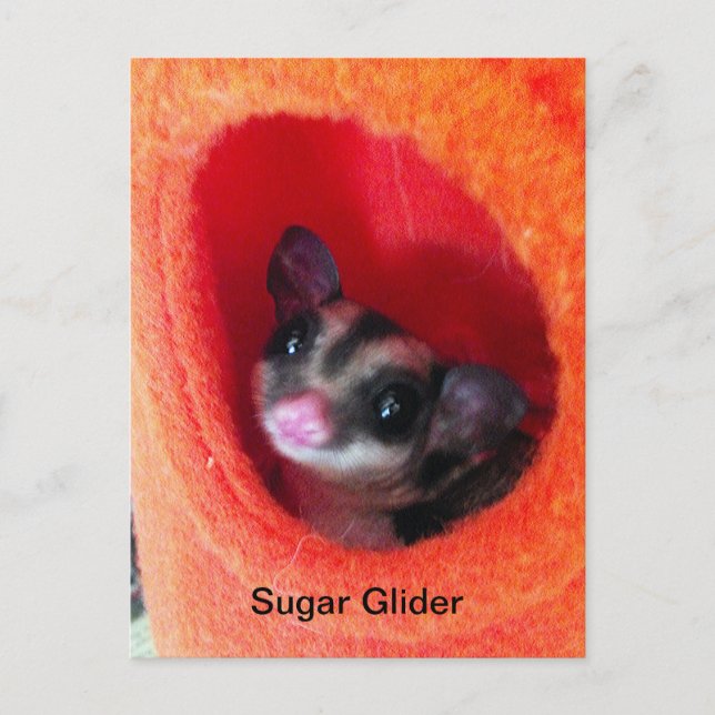 Sugar Glider in Orange Hanging Bed Postcard (Front)