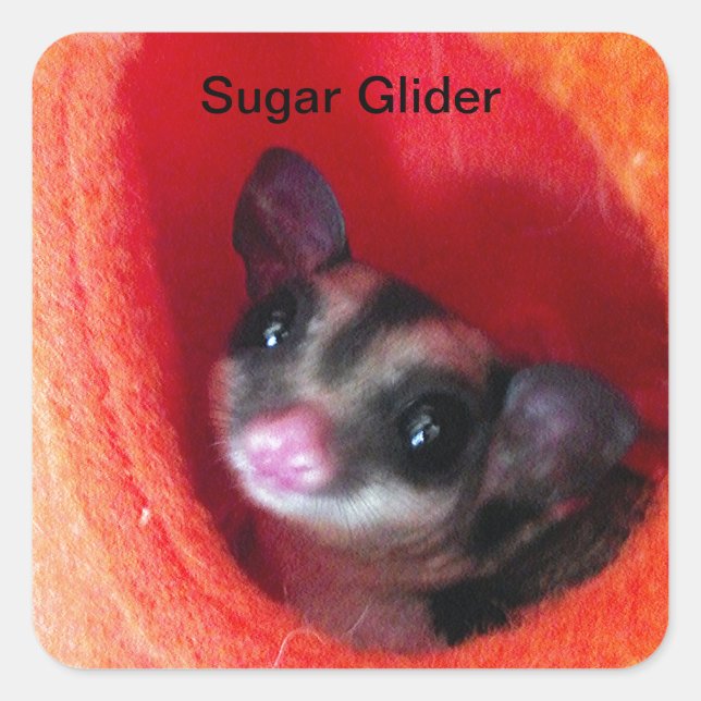 Sugar Glider in Orange Hanging Bed Square Sticker (Front)