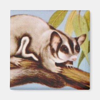 sugar glider magnet