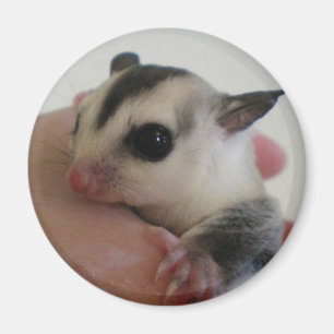 sugar glider magnet