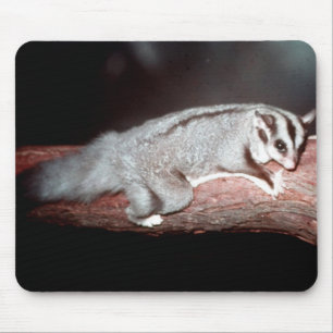 Sugar Glider - Petaurus breviceps Mouse Mat