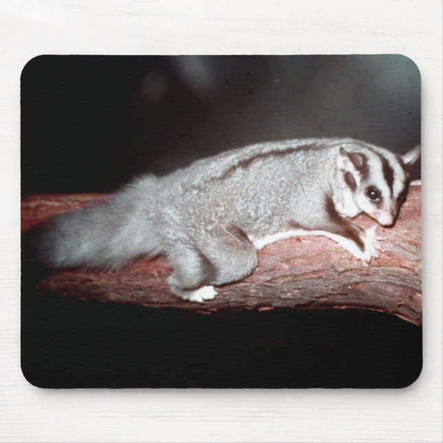 Sugar Glider - Petaurus breviceps Mouse Mat (Front)